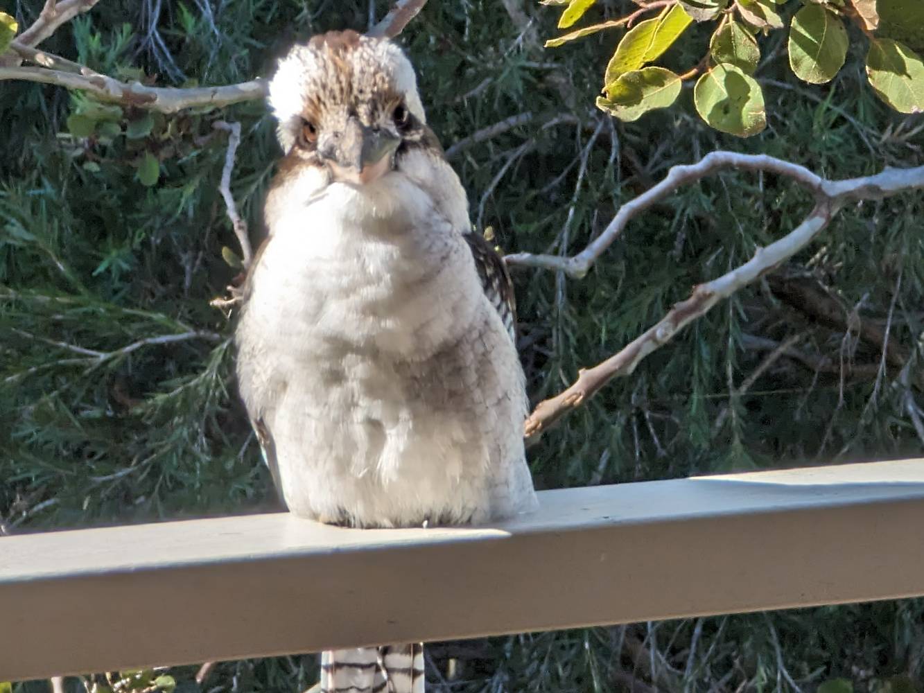 A kookaburra visiting