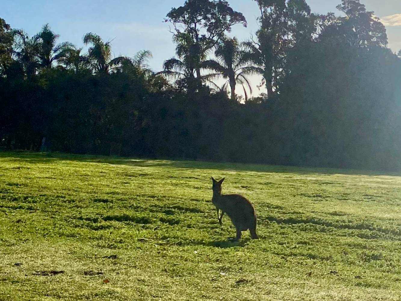 Local visitors