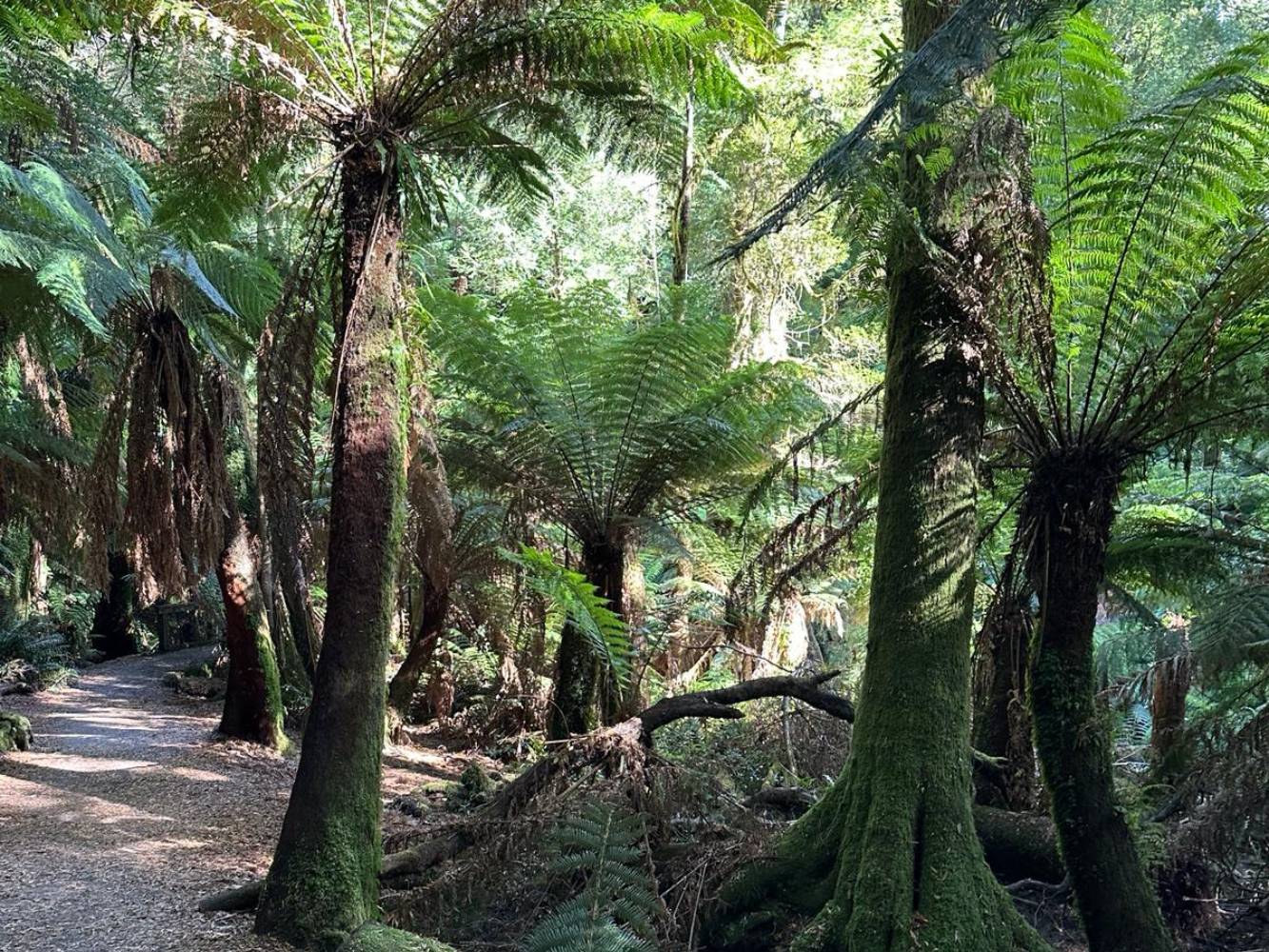 4-5mtr high tree fern walks and waterfalls