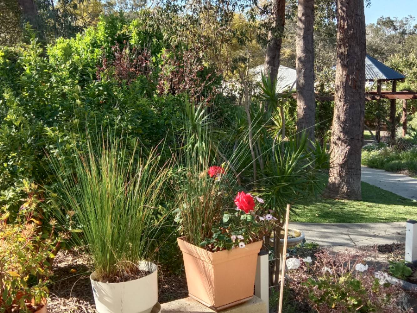 View of Wisteria garden from patio