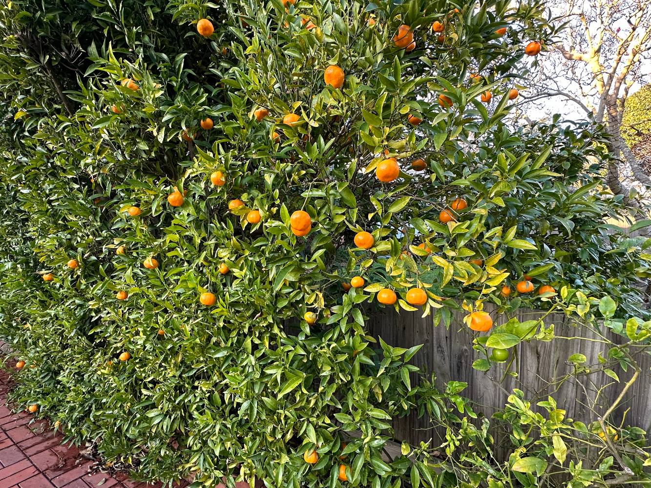 Several fruit trees