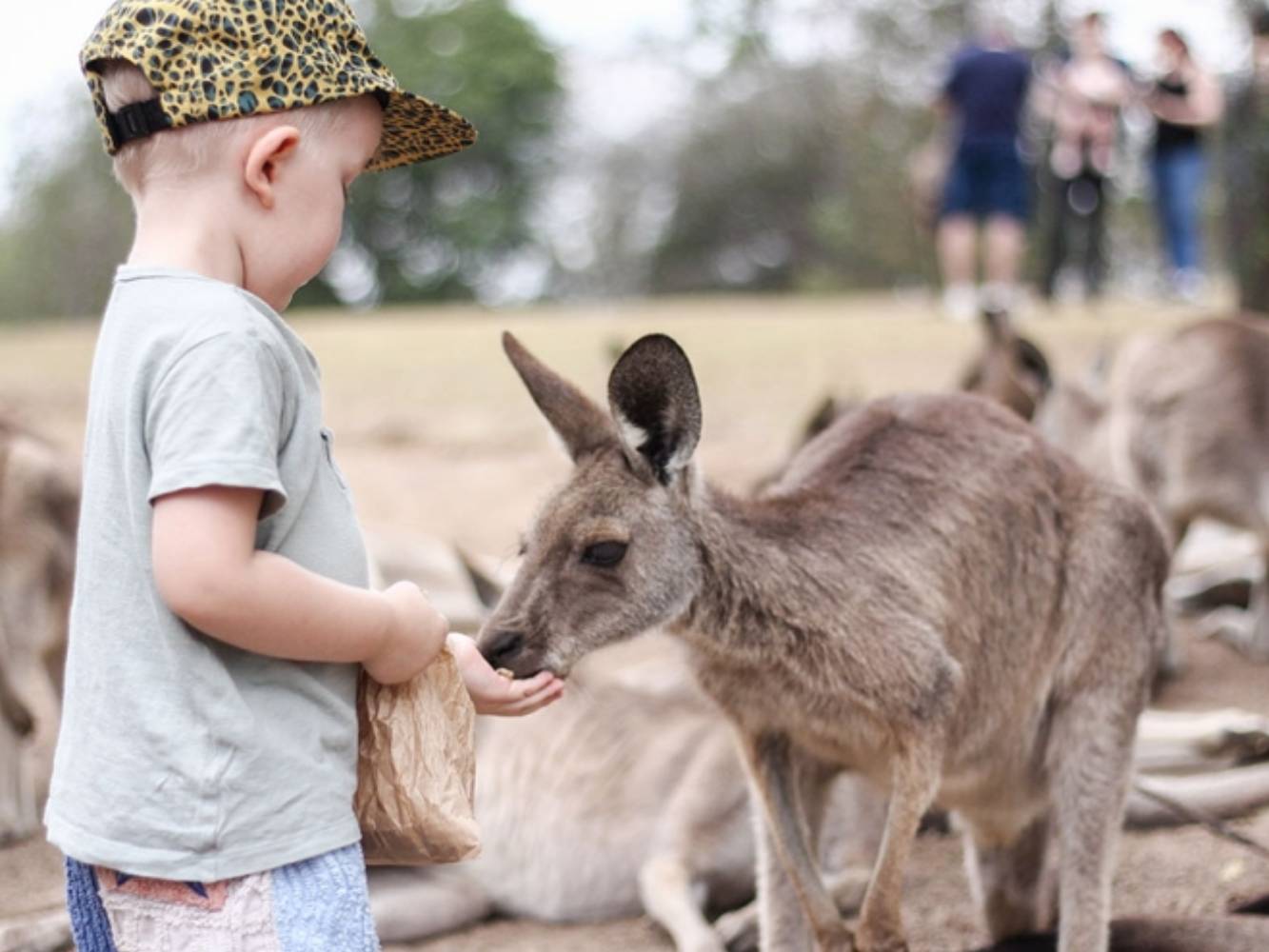 Feed kangaroos at Lone Pine Koala Sanctuary