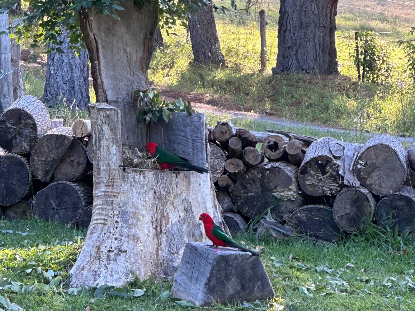 King Parrots often visit 