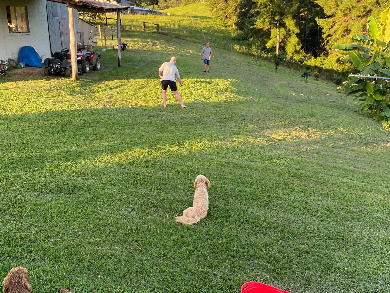 Shed and doggies