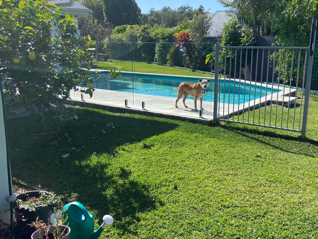 Our yard. Complete with fruit trees and flowers all year