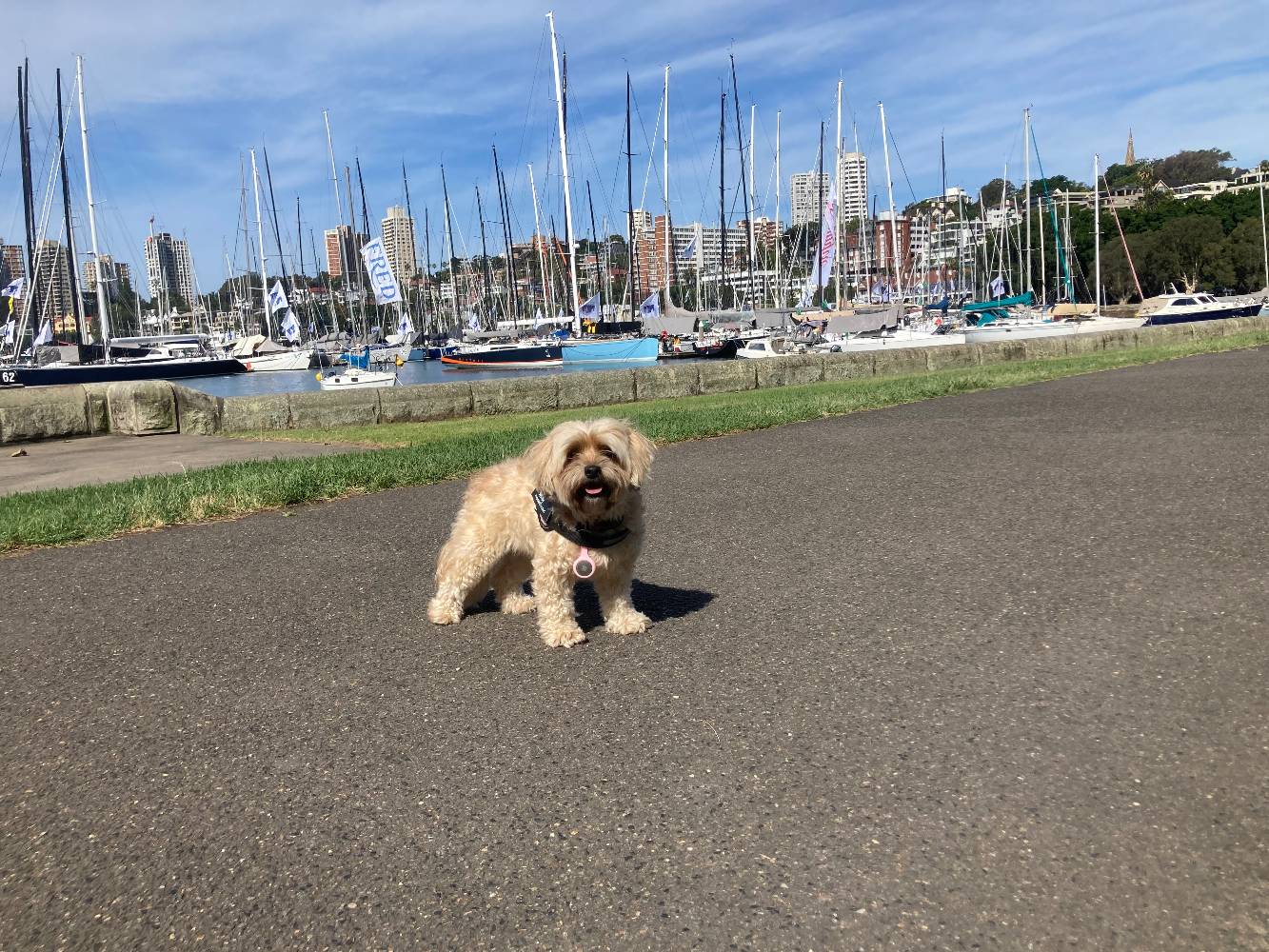 Molly at our local dog park - Rushcutters Bay - 3 min walk