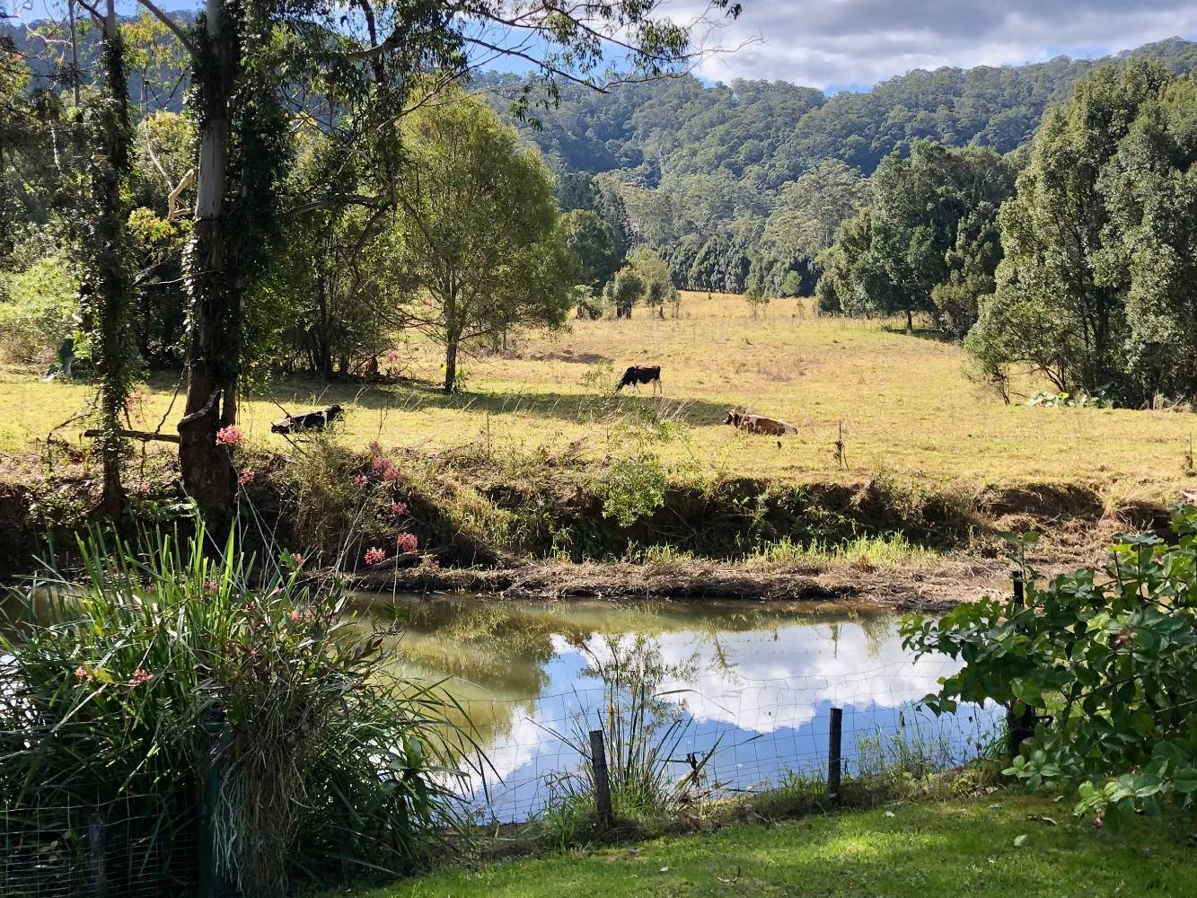 View from back deck