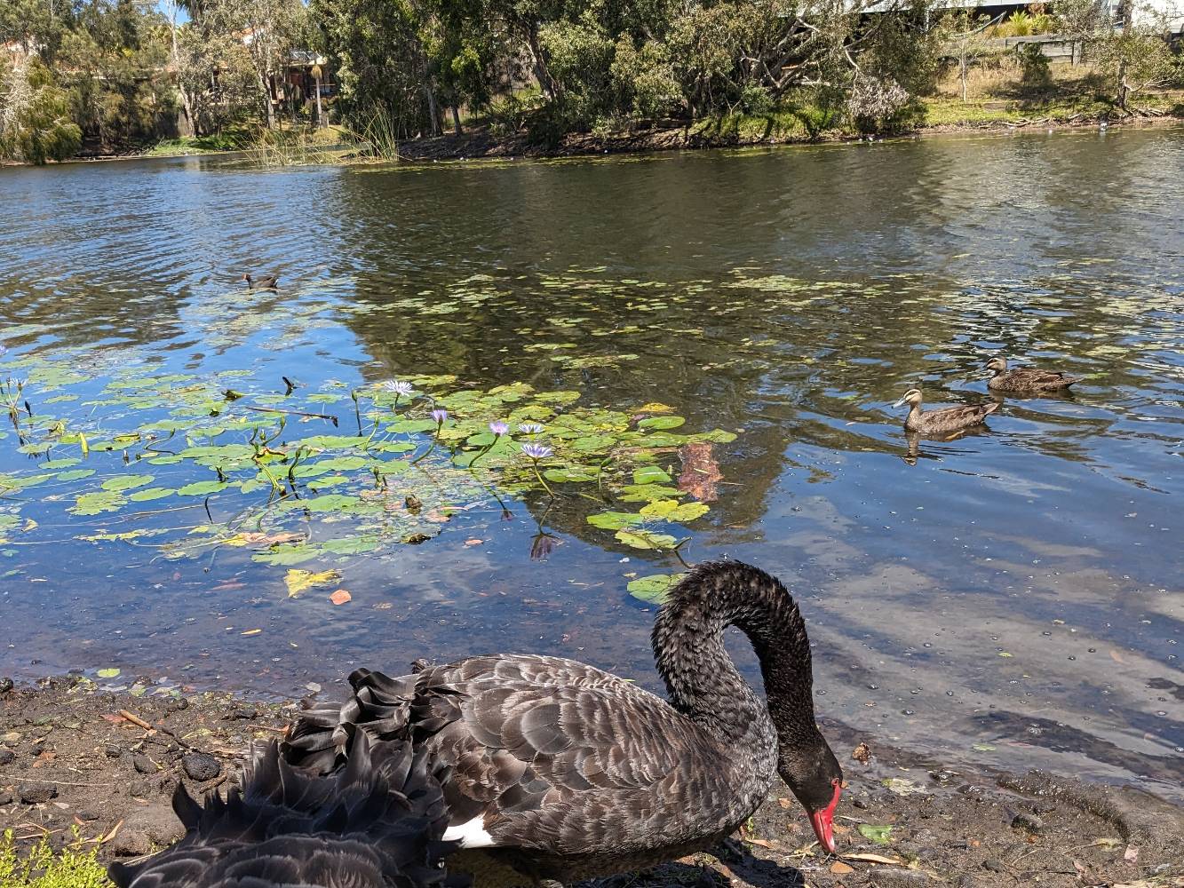 Birdlife on the creek