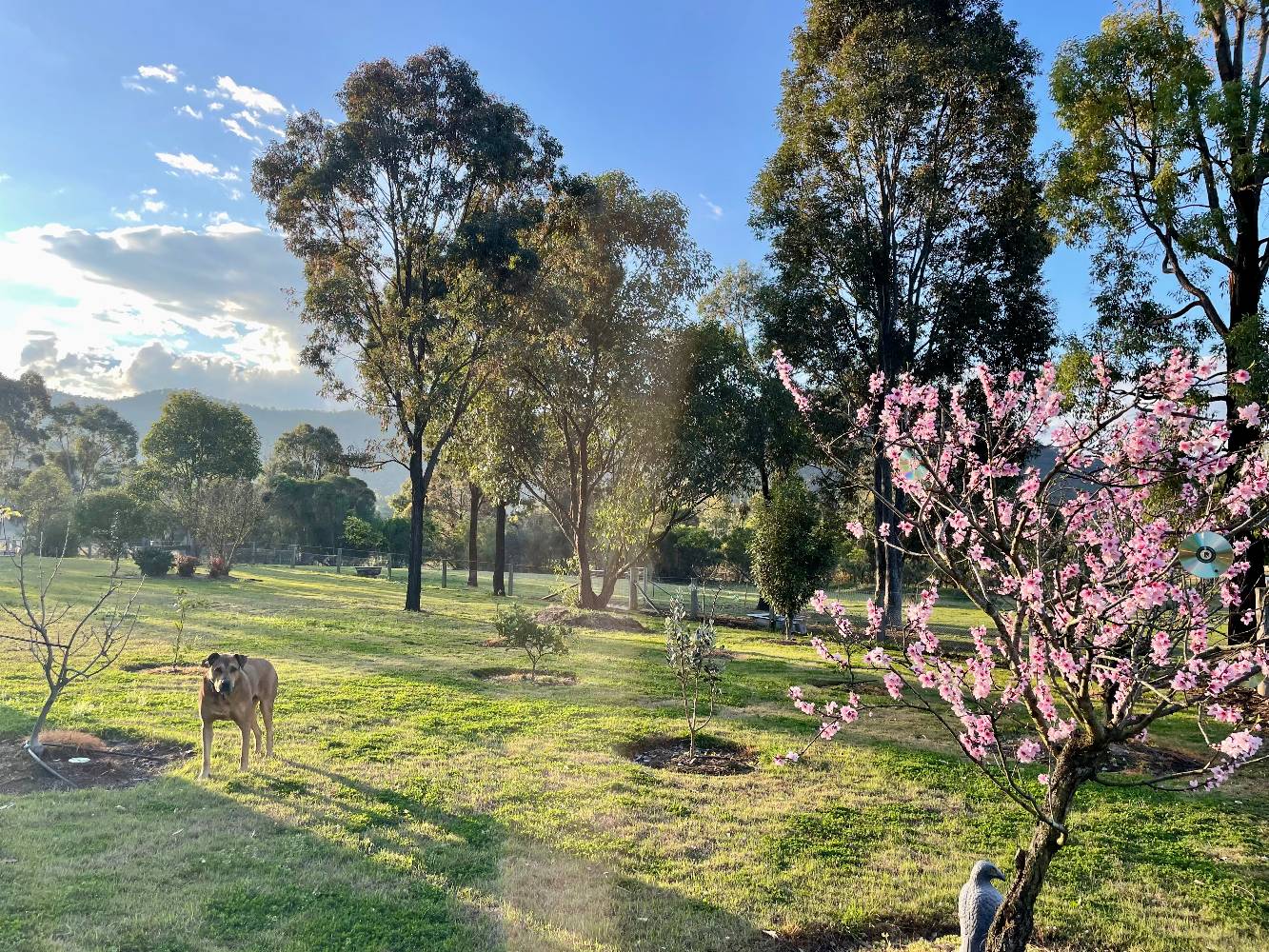 Sunset in our orchard. In Summer we get plums and peaches