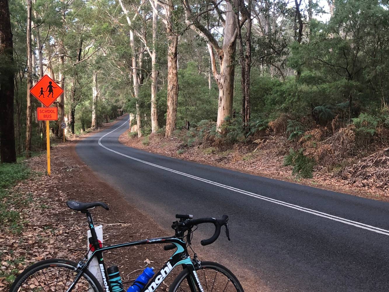 Bike ride Boranup Forrest