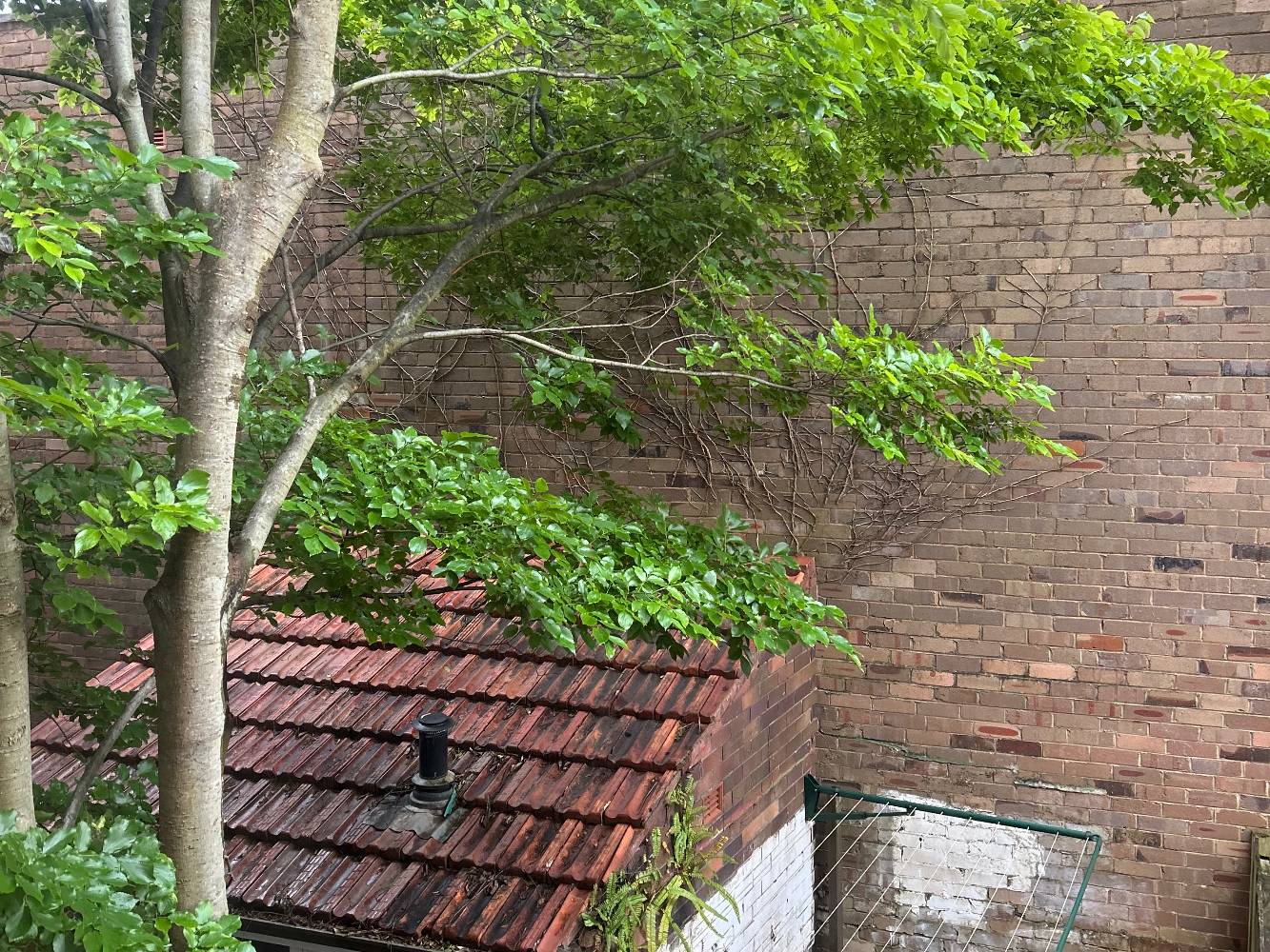 Leafy outlook from living area