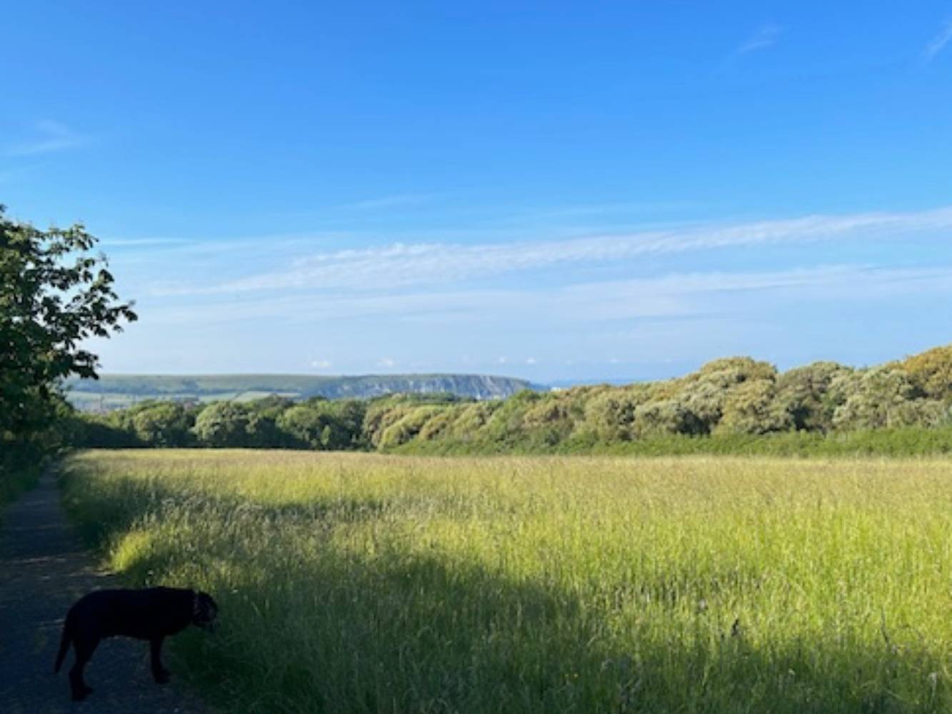 Durlston Meadow, a favourite walk minutes from home.