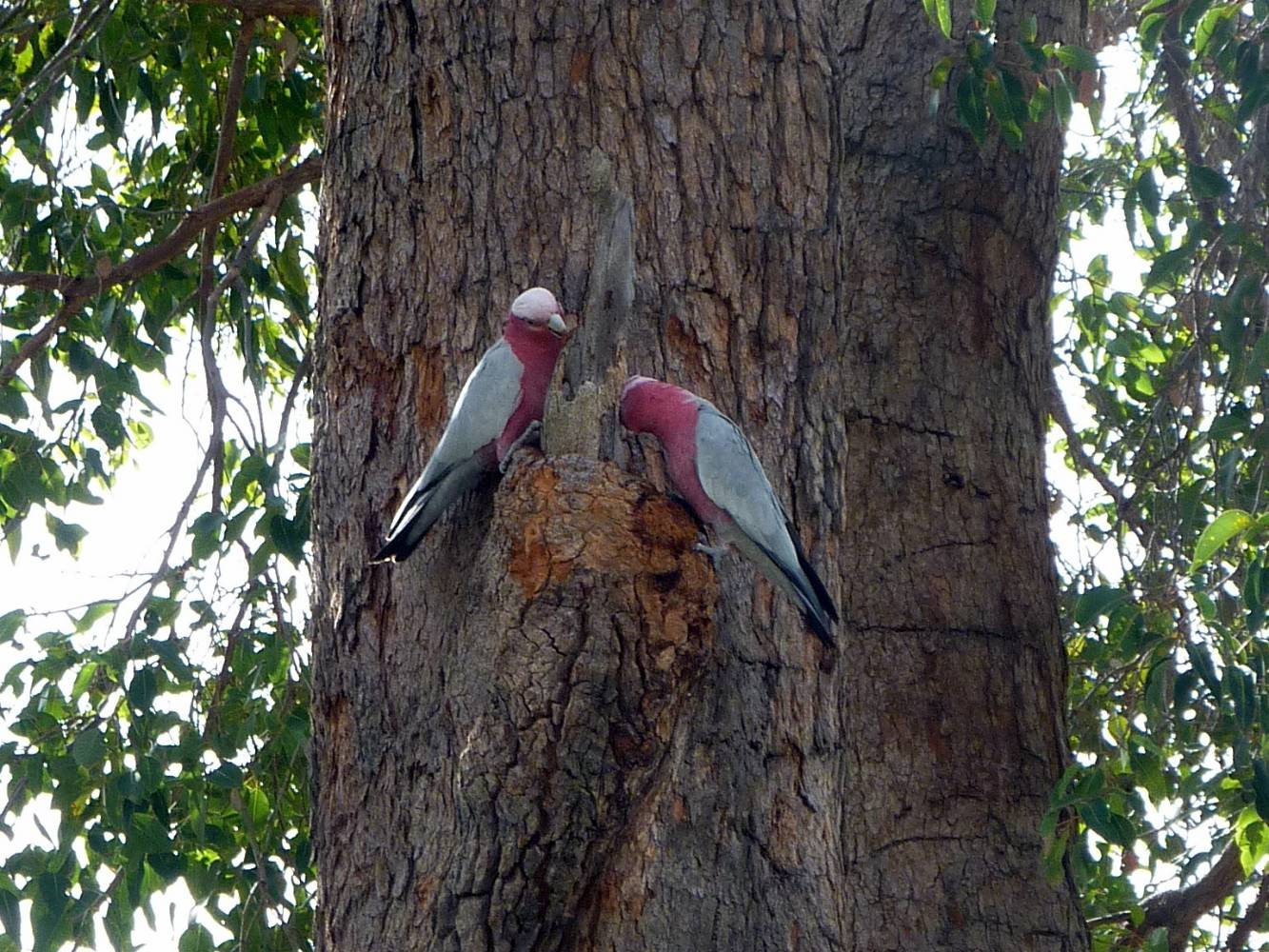 Local Birdlife