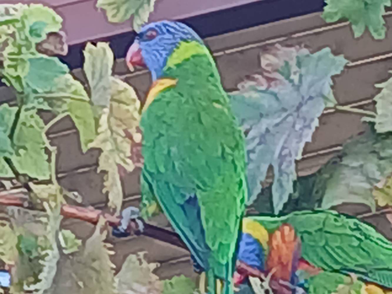 Our rainbow lorikeets