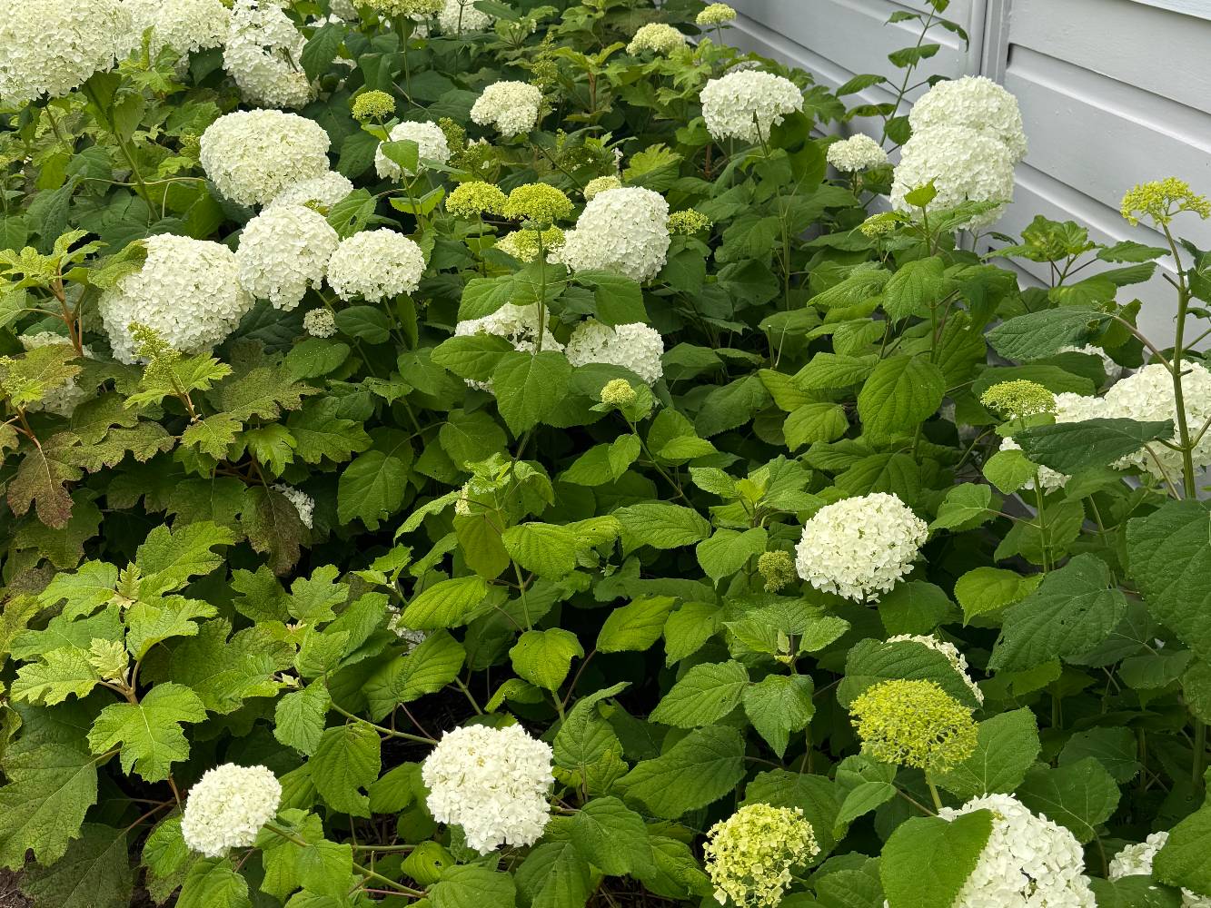 Hydrangea garden