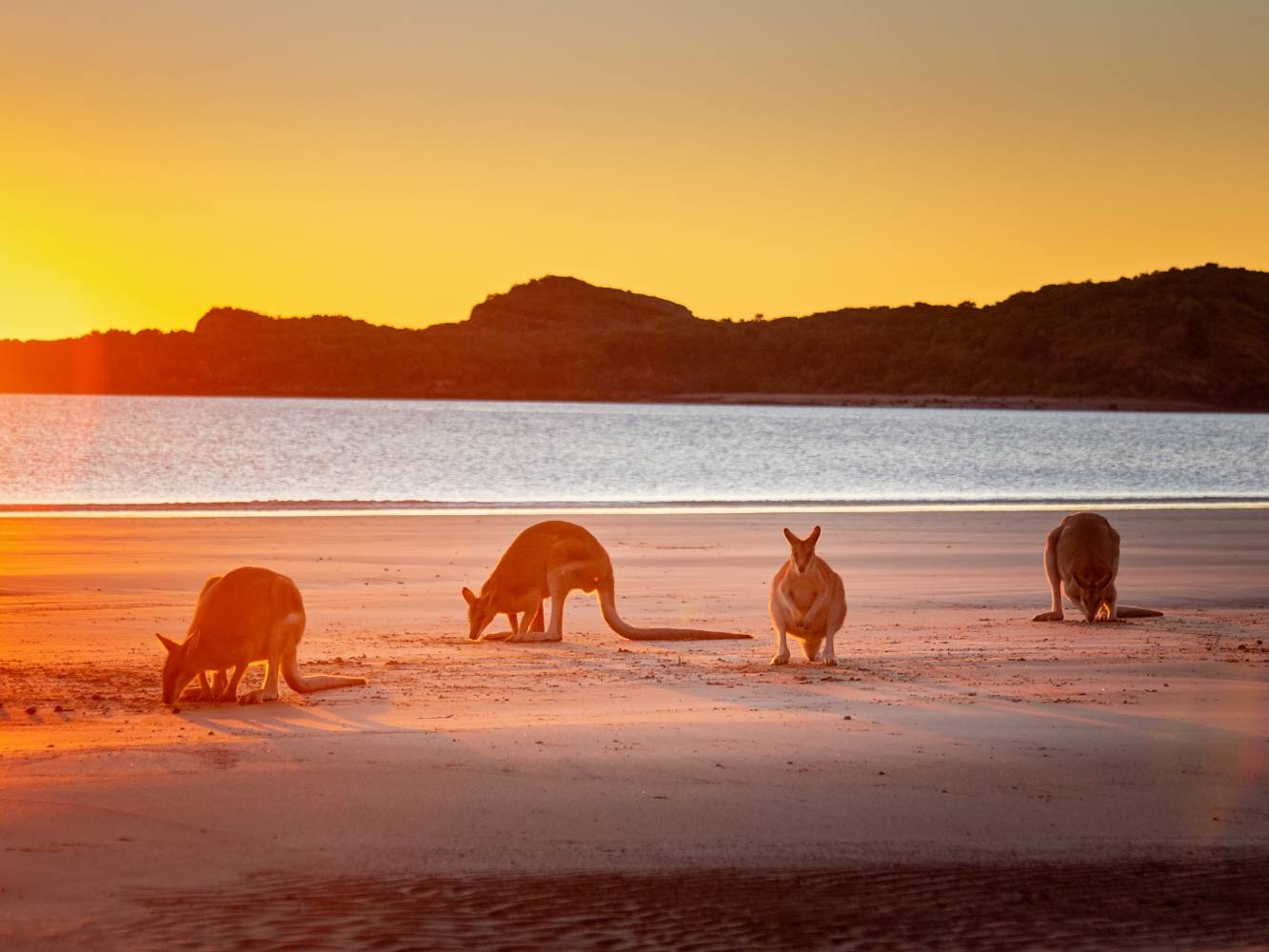 Kangaroos at Cape Hillsborough Beach - 40 min drive away