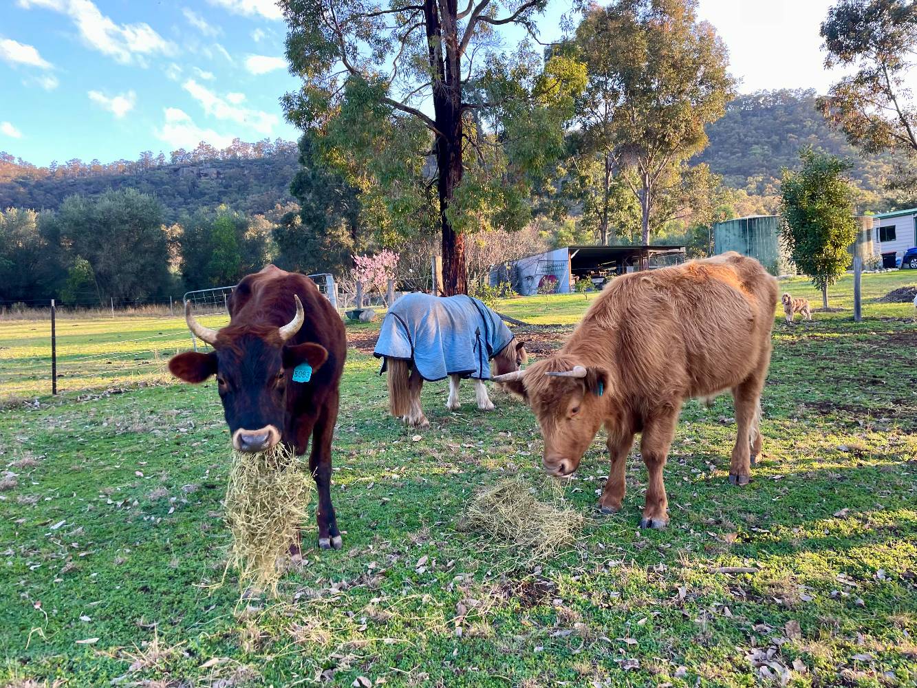 Can’t be a farm without friendly cows!