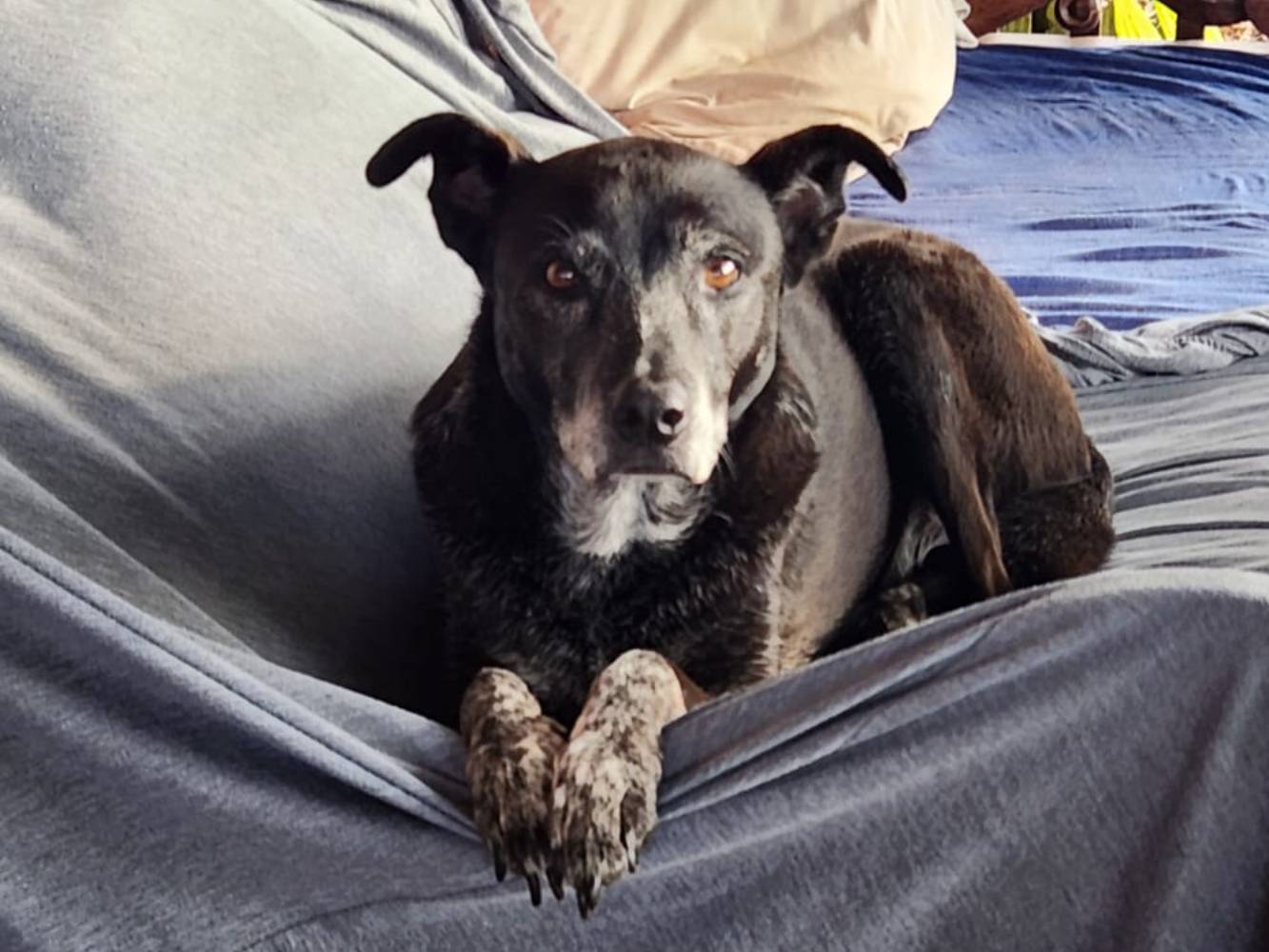 Minty the 13yo dog on the day bed on the main deck